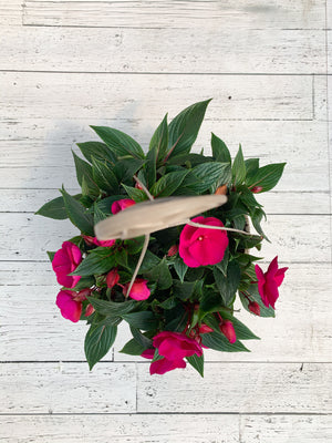 12" New Guinea Impatiens Hanging Basket