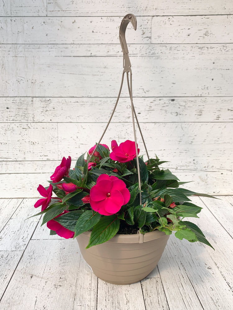 12" New Guinea Impatiens Hanging Basket