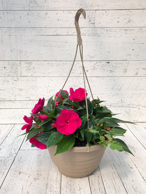12" New Guinea Impatiens Hanging Basket