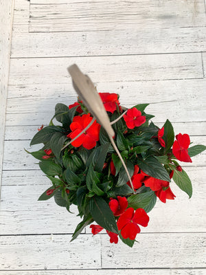 12" New Guinea Impatiens Hanging Basket