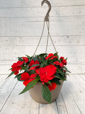 12" New Guinea Impatiens Hanging Basket