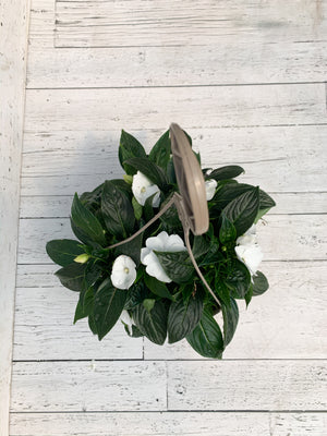 12" New Guinea Impatiens Hanging Basket