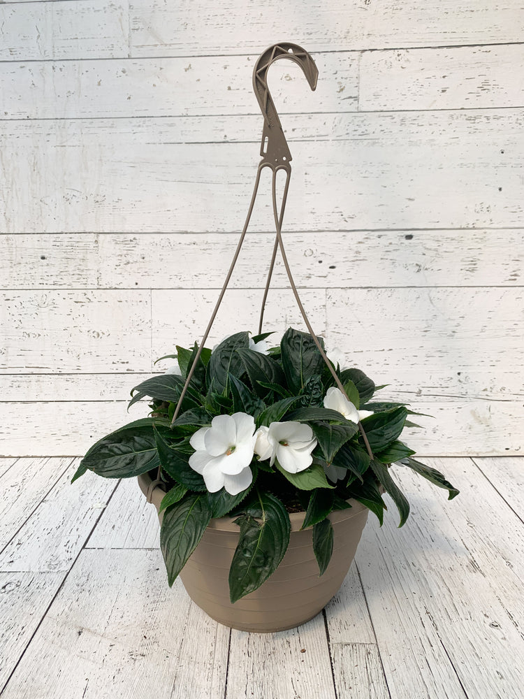 12" New Guinea Impatiens Hanging Basket