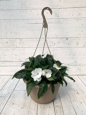 12" New Guinea Impatiens Hanging Basket