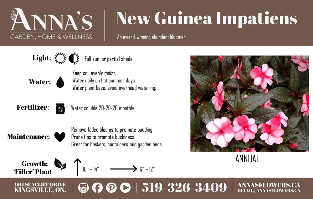 12" New Guinea Impatiens Hanging Basket