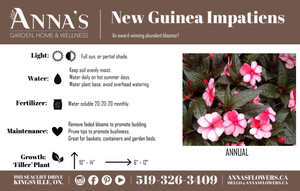 12" New Guinea Impatiens Hanging Basket