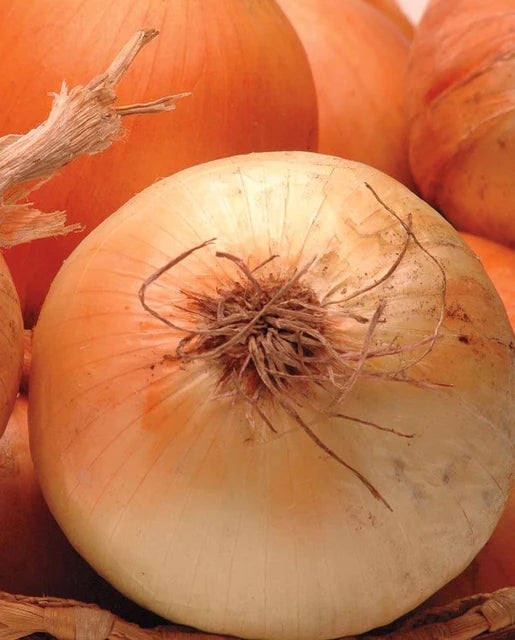 
            
                Load image into Gallery viewer, Calibra F1 Onion Seeds
            
        
