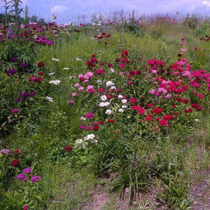 OSC Large Wildflower Mixture Seed Packet