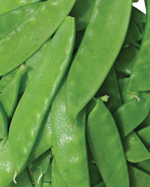 Oregon Sugar Pod 2