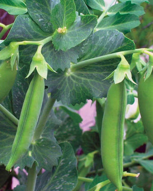 Little Marvel Pea Seeds