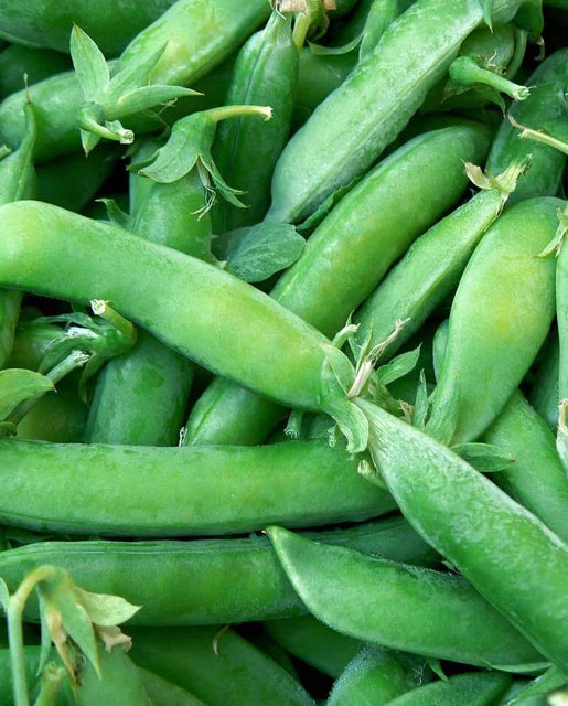 Super Sugar Pea Seeds