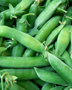 Super Sugar Pea Seeds