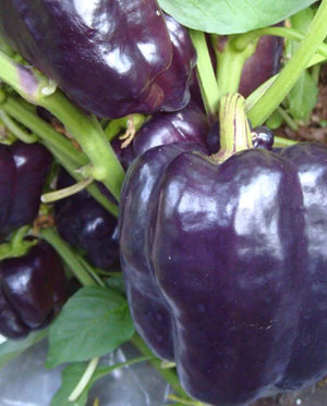 
            
                Load image into Gallery viewer, Purple Beauty Pepper Seeds
            
        