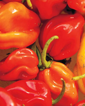 
            
                Load image into Gallery viewer, Habanero Pepper Seeds
            
        