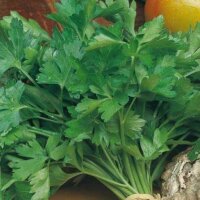 Aim. Int'l Parsley Giant of Italy Seed Packet