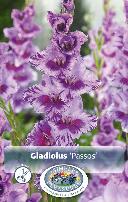 Gladiolus Passos Bulbs