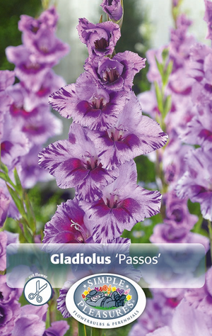 Gladiolus Passos Bulbs