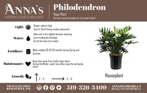 10" Philodendron Hope Selloum