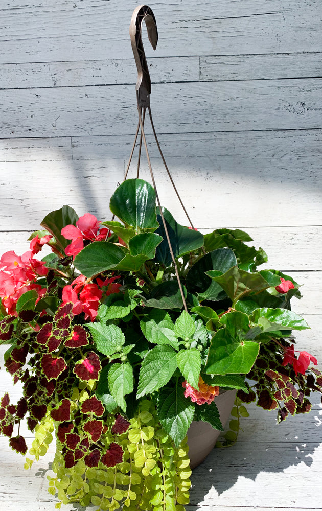 13" Dragon Wing Begonia Mix