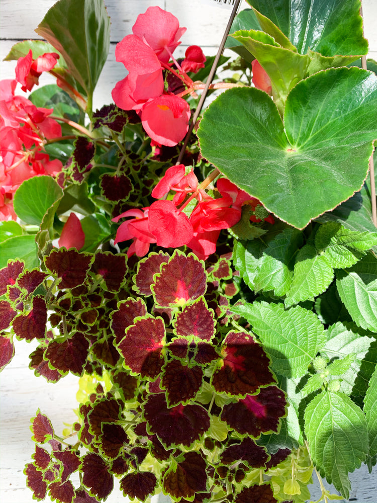 13" Dragon Wing Begonia Mix