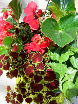 13" Dragon Wing Begonia Mix