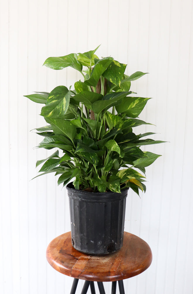 
            
                Load image into Gallery viewer, 8&amp;quot; Golden Pothos Totem
            
        