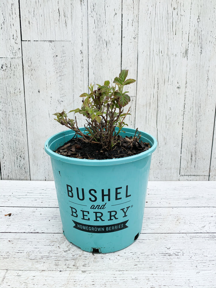 Raspberry Shortcake Bushel & Berry Raspberry - Hundred Acre Wood School