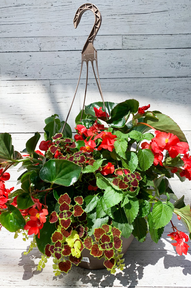 13" Dragon Wing Begonia Mix