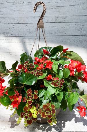 13" Dragon Wing Begonia Mix