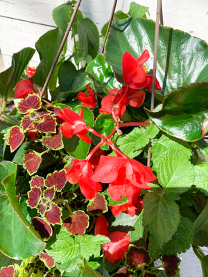 13" Dragon Wing Begonia Mix