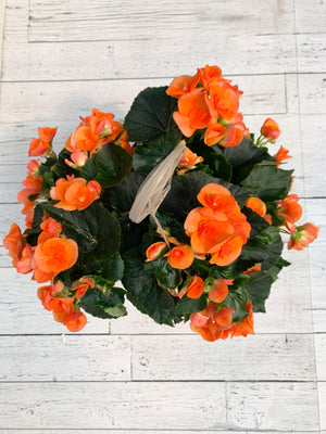 12” Rieger Begonia Hanging Basket (Multiple Colours)
