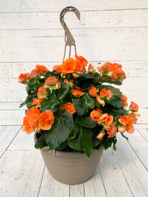12” Rieger Begonia Hanging Basket (Multiple Colours)