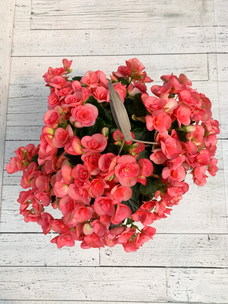 12” Rieger Begonia Hanging Basket (Multiple Colours)