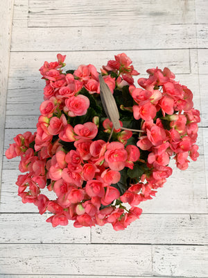 12” Rieger Begonia Hanging Basket (Multiple Colours)