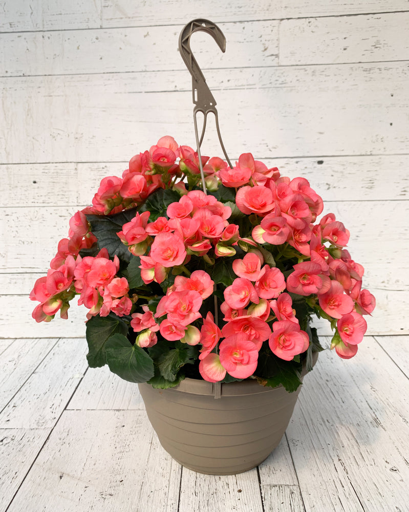 12” Rieger Begonia Hanging Basket (Multiple Colours)