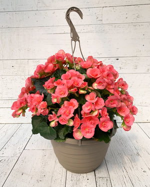 12” Rieger Begonia Hanging Basket (Multiple Colours)
