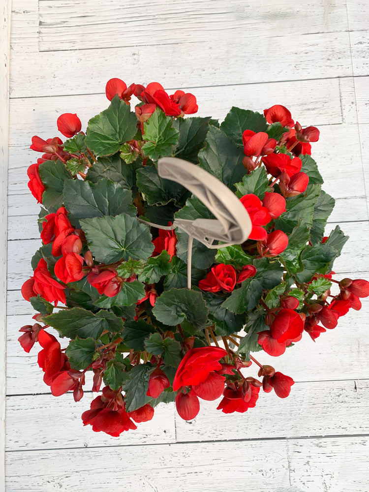 12” Rieger Begonia Hanging Basket (Multiple Colours)