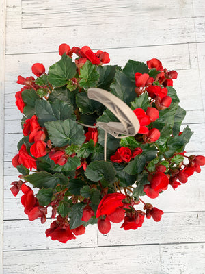 12” Rieger Begonia Hanging Basket (Multiple Colours)