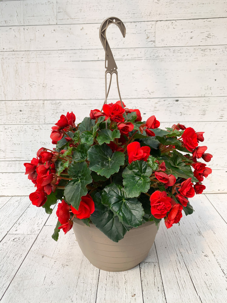 12” Rieger Begonia Hanging Basket (Multiple Colours)