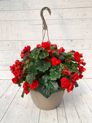12” Rieger Begonia Hanging Basket (Multiple Colours)