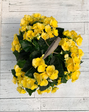 12” Rieger Begonia Hanging Basket (Multiple Colours)