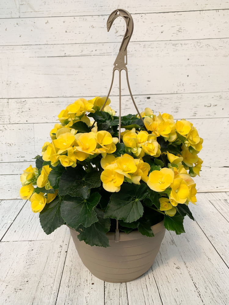 12” Rieger Begonia Hanging Basket (Multiple Colours)
