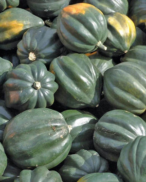 Reno F1 Squash Seeds
