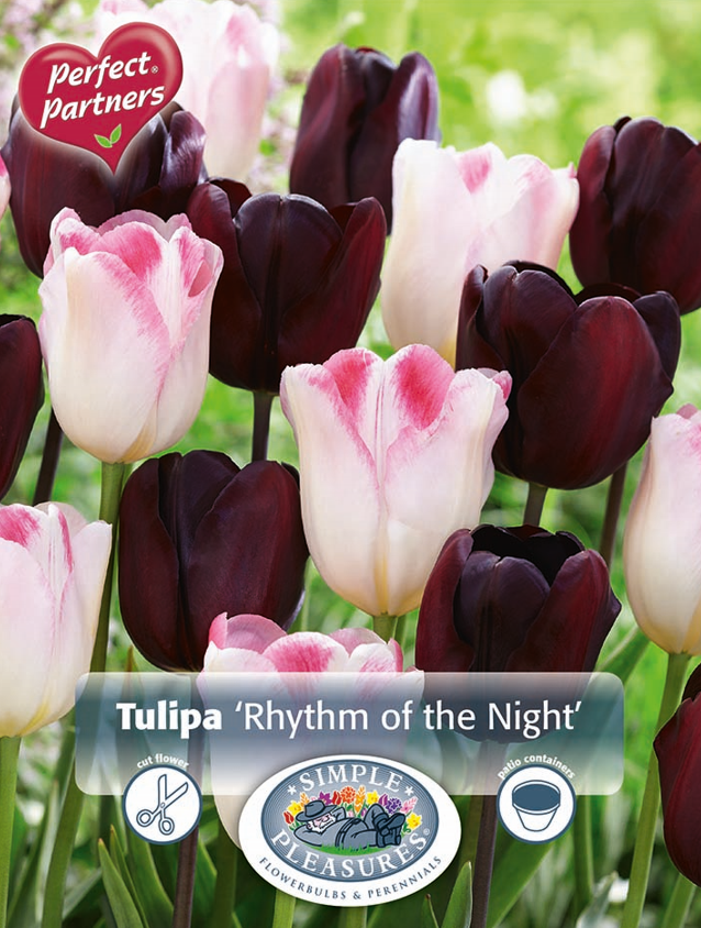 Tulips Rhythm of Night Bulb