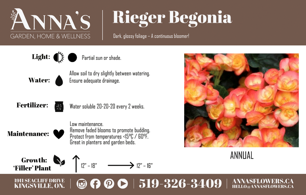 12” Rieger Begonia Hanging Basket (Multiple Colours)