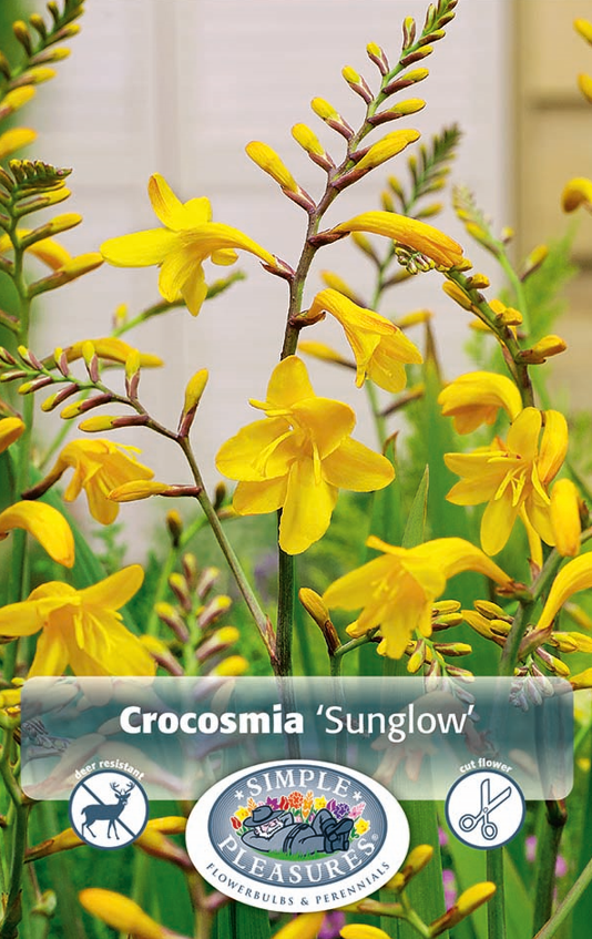 Crocosmia Sunglow Bulbs