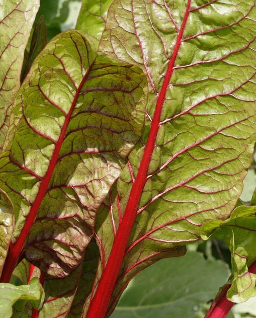 
            
                Load image into Gallery viewer, Swiss Chard Rhubarb Seeds
            
        