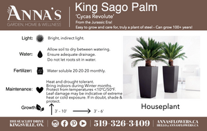 
            
                Load image into Gallery viewer, 12&amp;quot; King Sago Palm
            
        
