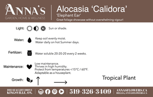 12" Alocasia Calidora 'Elephant Ear'