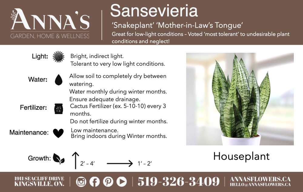 
            
                Load image into Gallery viewer, 6&amp;quot; Sansevieria Moonshine
            
        